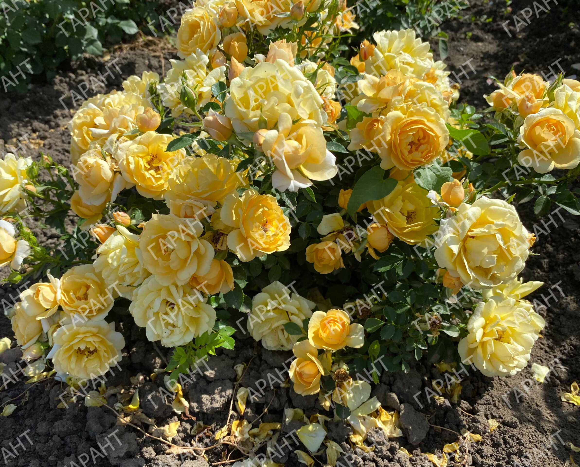 IMG_0341 | ЛПХ питомник роз "ГАРАНТ"